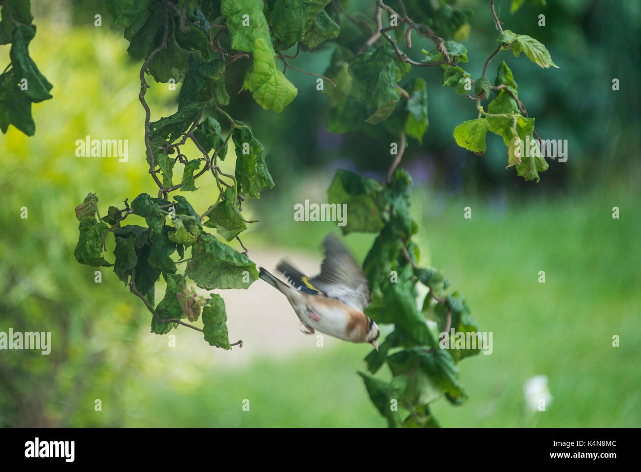 A goldfinch (Carduelis carduelis) taking flight from a branch of a corkscrew hazel (Corylus avellana 'Contorta') Stock Photo