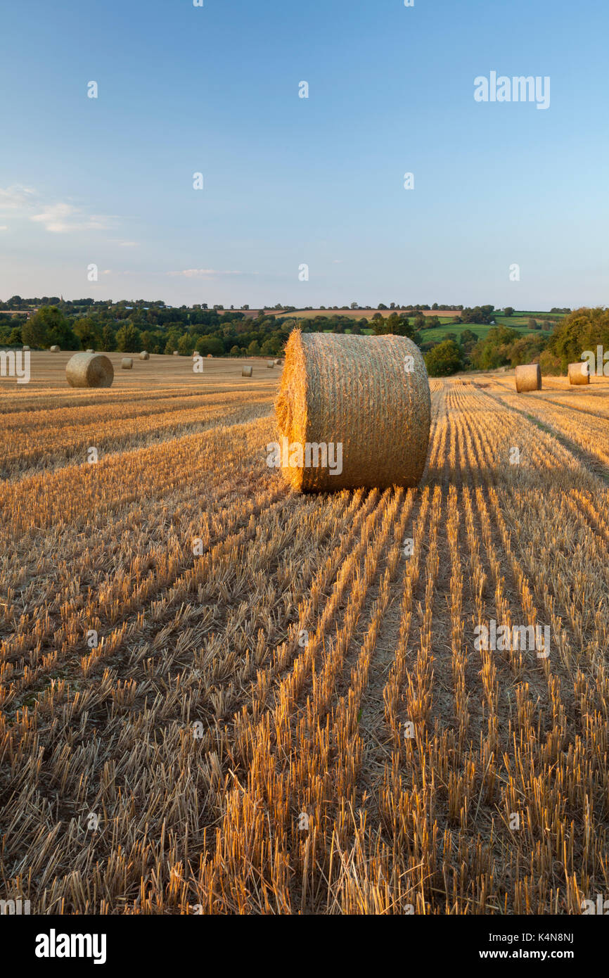 A field of round wheat straw bales bathed in warm evening sunlight near ...