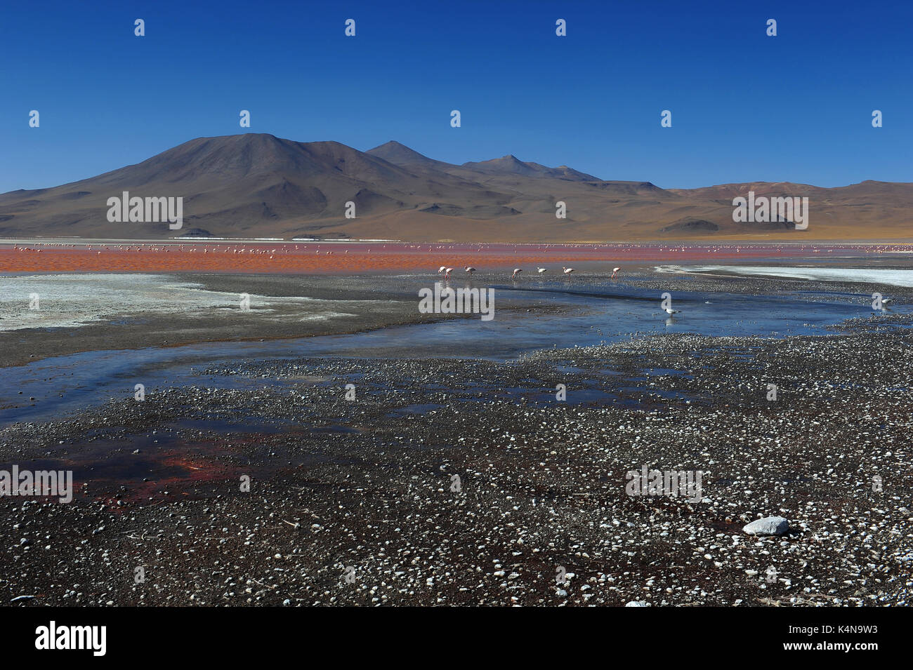 Laguna Colorada (red lagoon), Reserva de Fauna Andina Eduardo Avaroa, Southern Bolivia Stock Photo