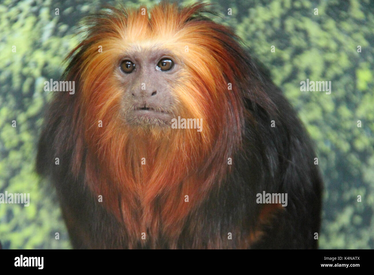 A marmoset in a zoo in France. Stock Photo