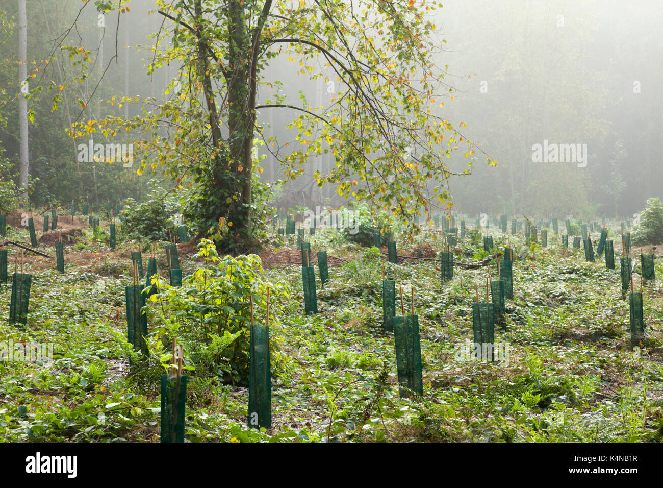 Early morning mist lingers amongst a section of woodland that has been replanted with mainly broad-leaved trees, Harlestone Firs, Northampton, England Stock Photo