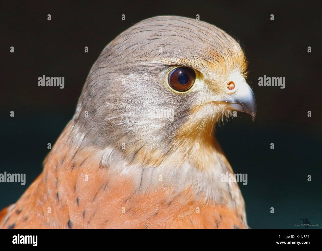 Kestrel detail hires stock photography and images Alamy