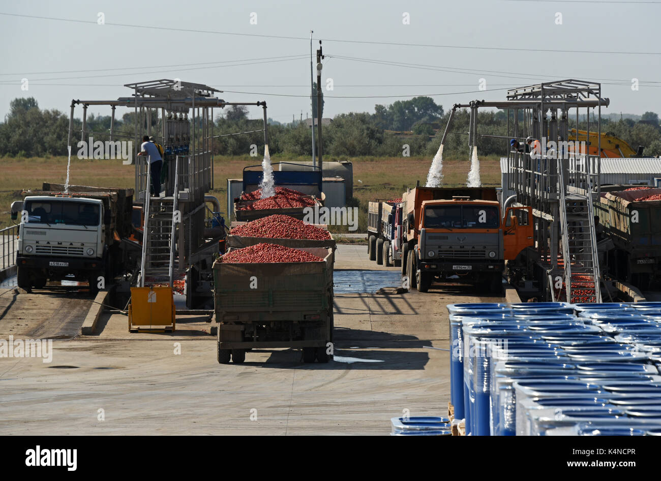 Tomato paste producing process at the tomato paste factory "APK