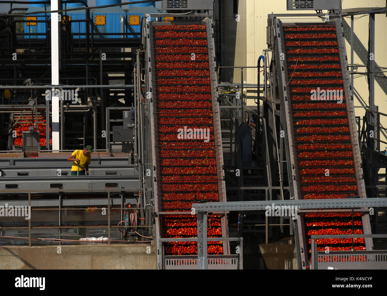 Tomato paste producing process at the tomato paste factory "APK
