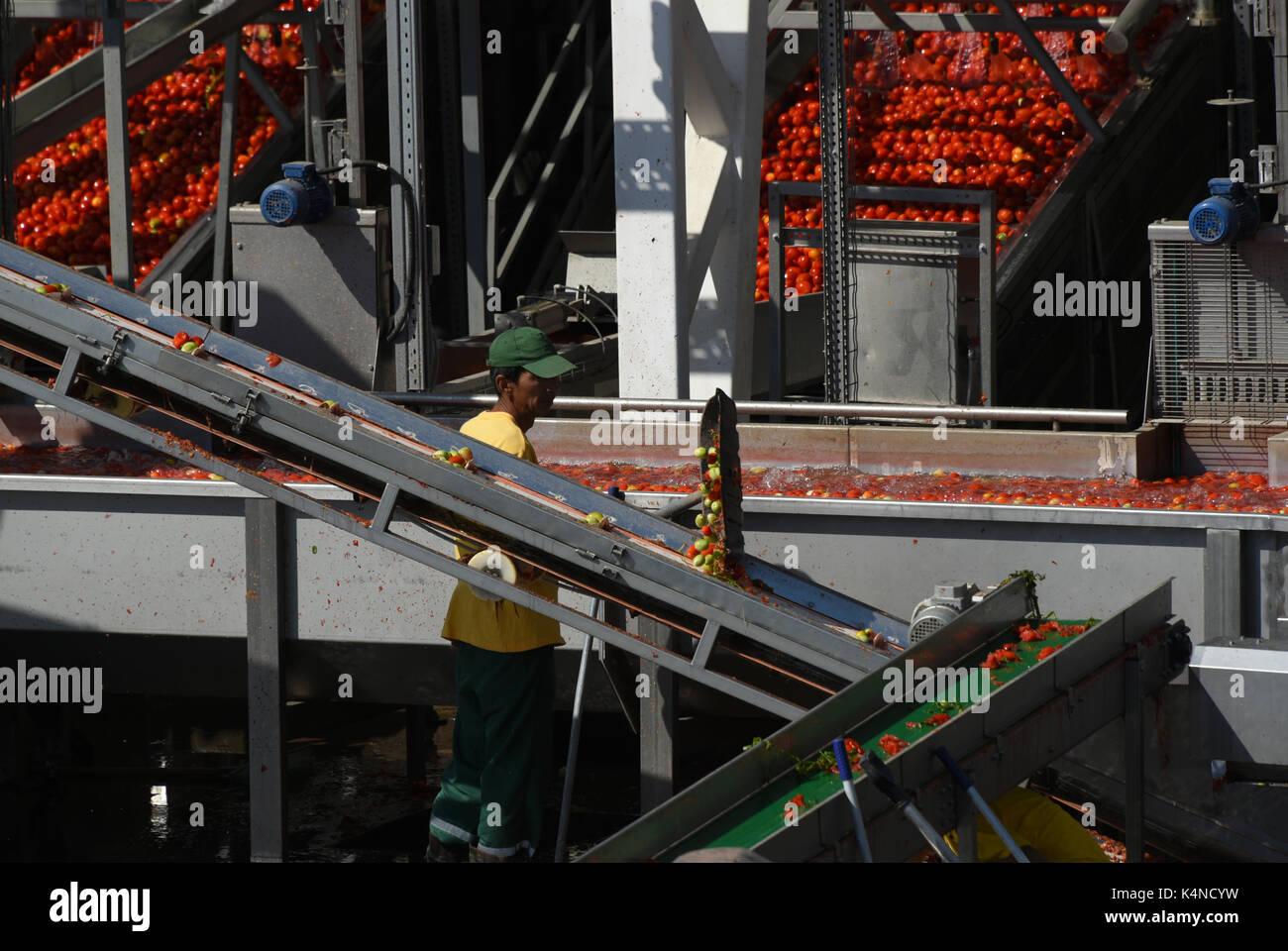 Tomato paste producing process at the tomato paste factory "APK
