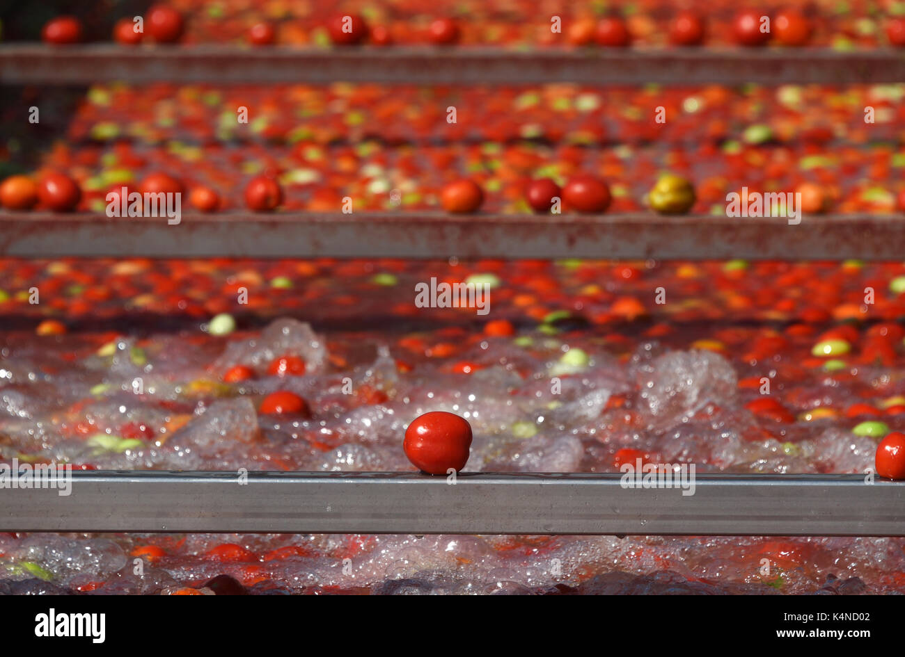 Tomato paste producing process at the tomato paste factory "APK