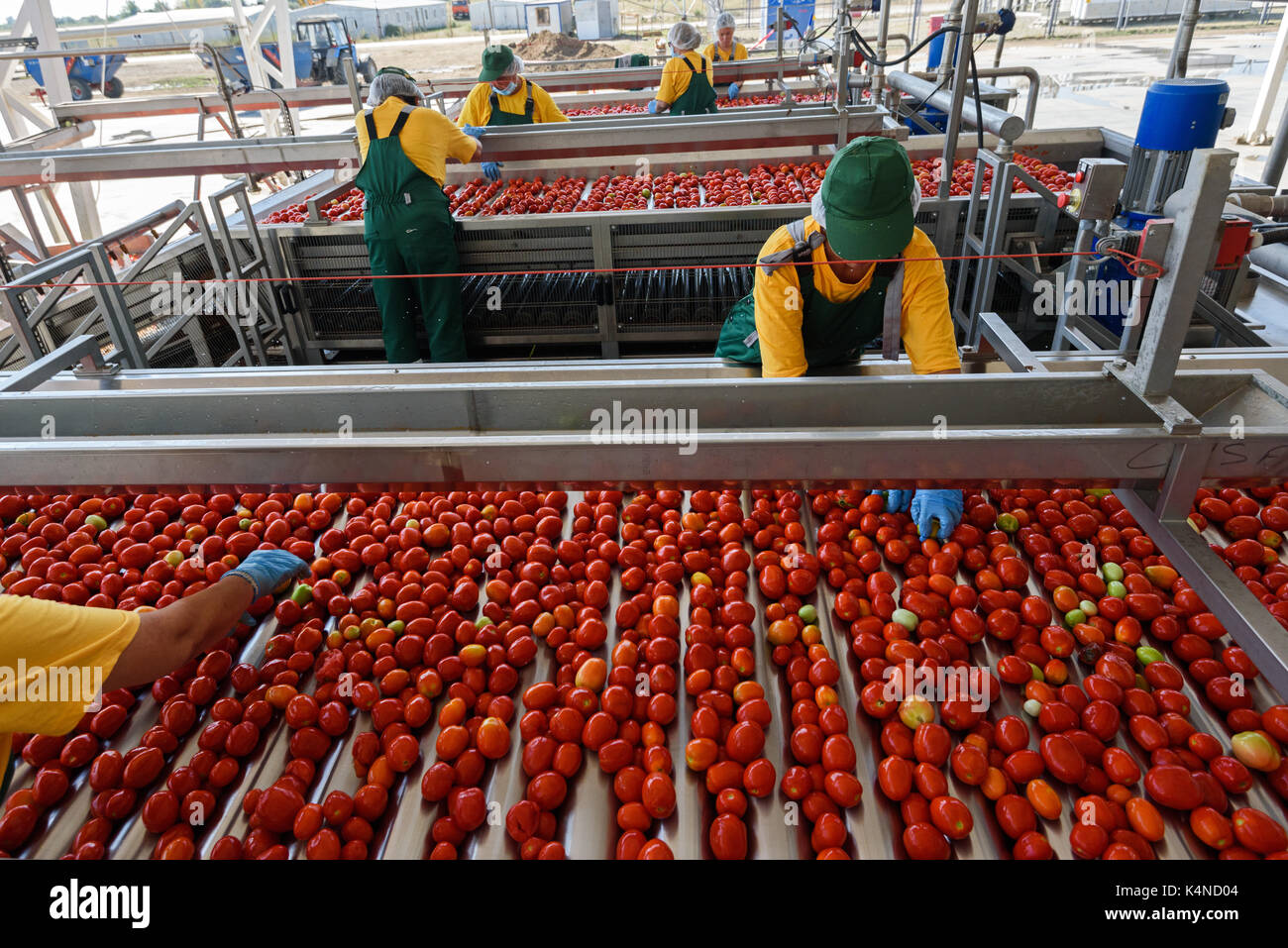 Tomato Factory High Resolution Stock Photography and Images Alamy