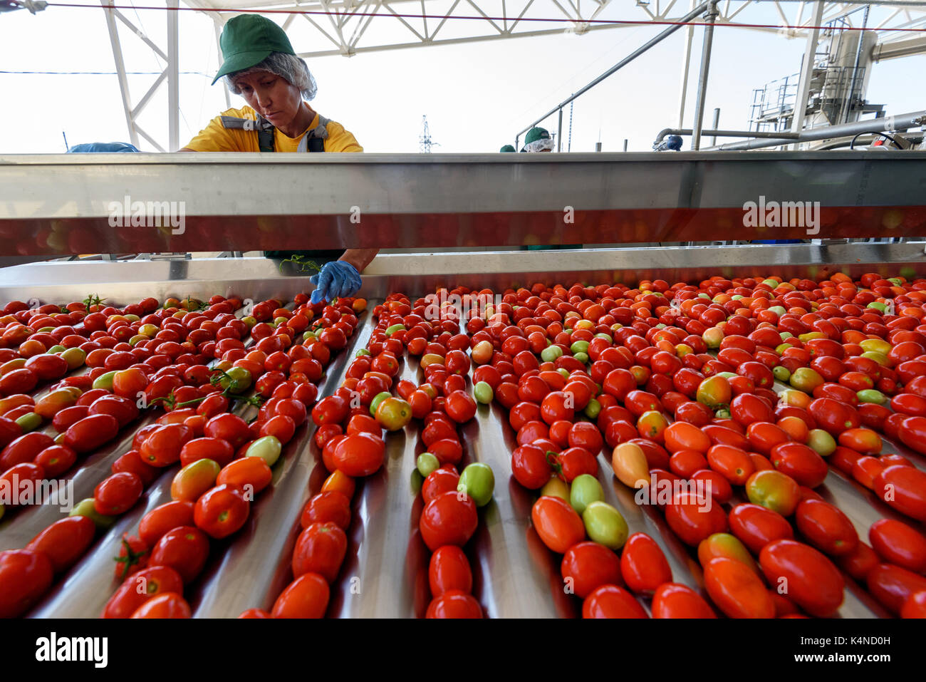 Tomato paste producing process at the tomato paste factory "APK