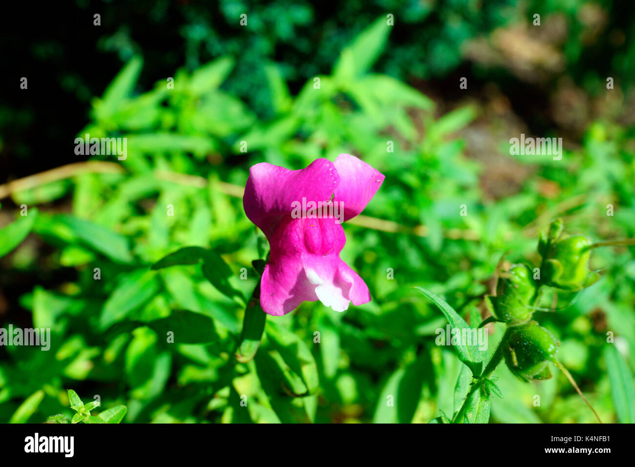 SNAP DRAGON FLOWERS Stock Photo Alamy