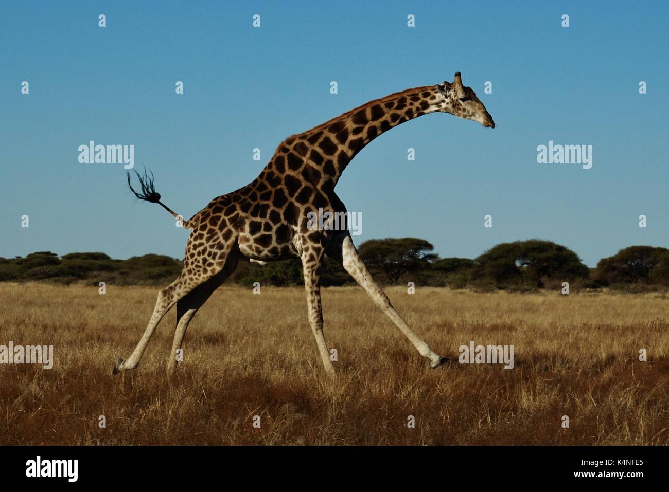 Running Giraffe Stock Photo