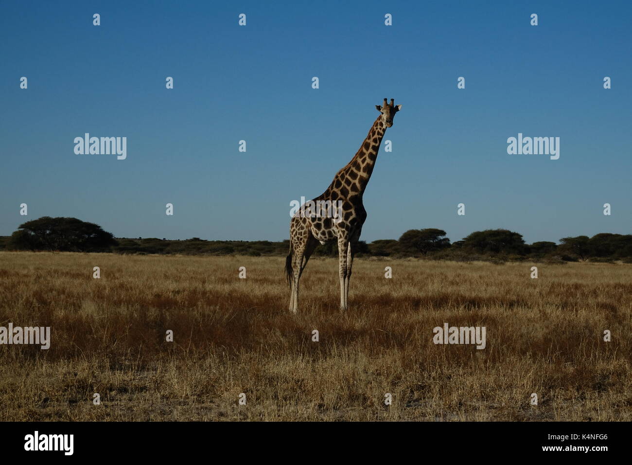 Tall Giraffe standing Stock Photo