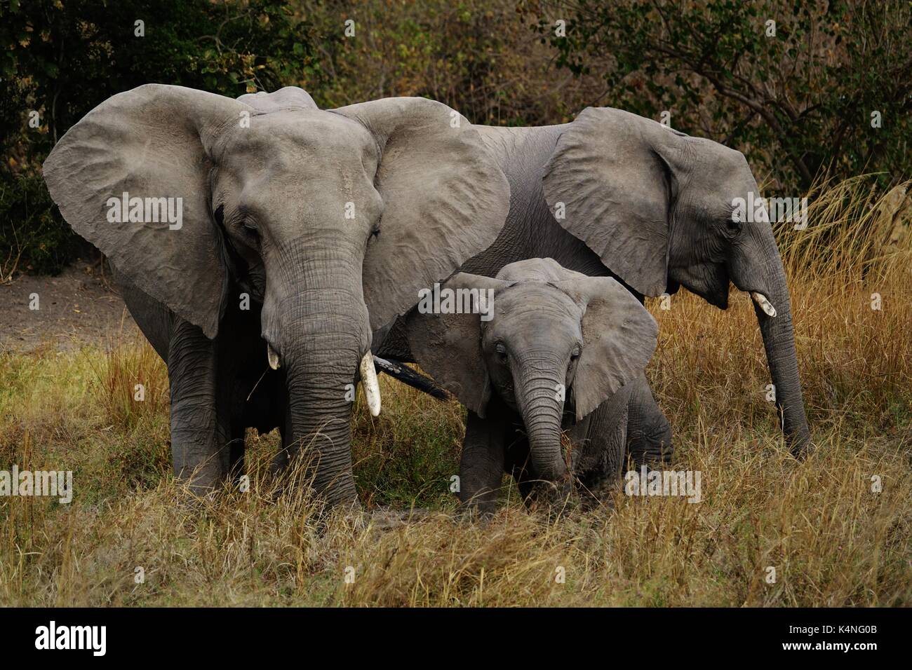 Family of three african elephants Stock Photo
