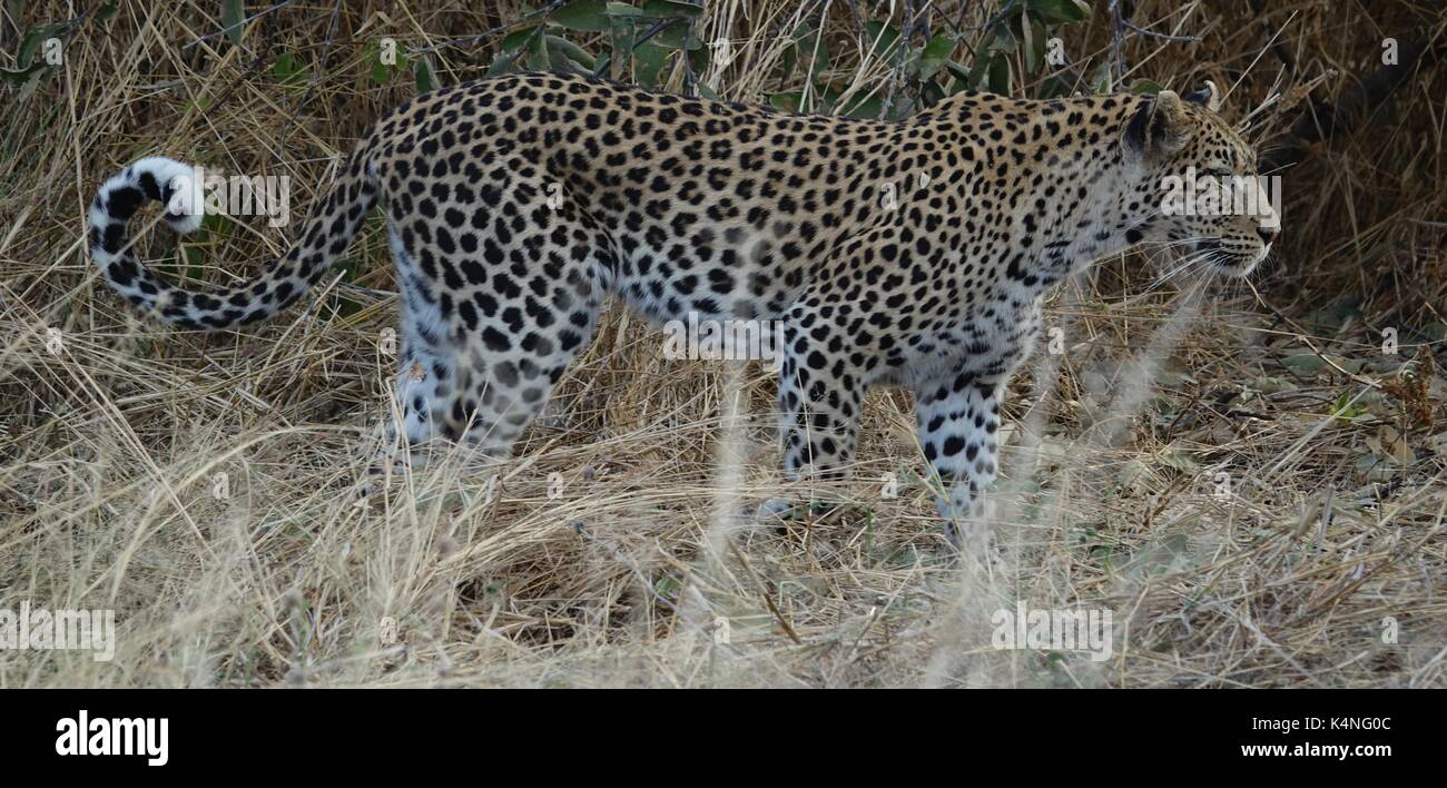 Leopard walking in bush Stock Photo
