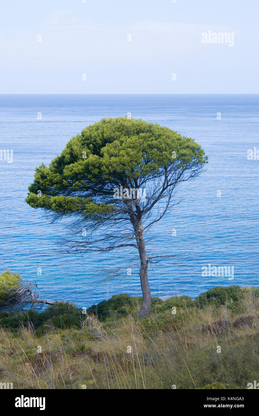 Pine tree with blue sea background in Balearic Island Stock Photo - Alamy
