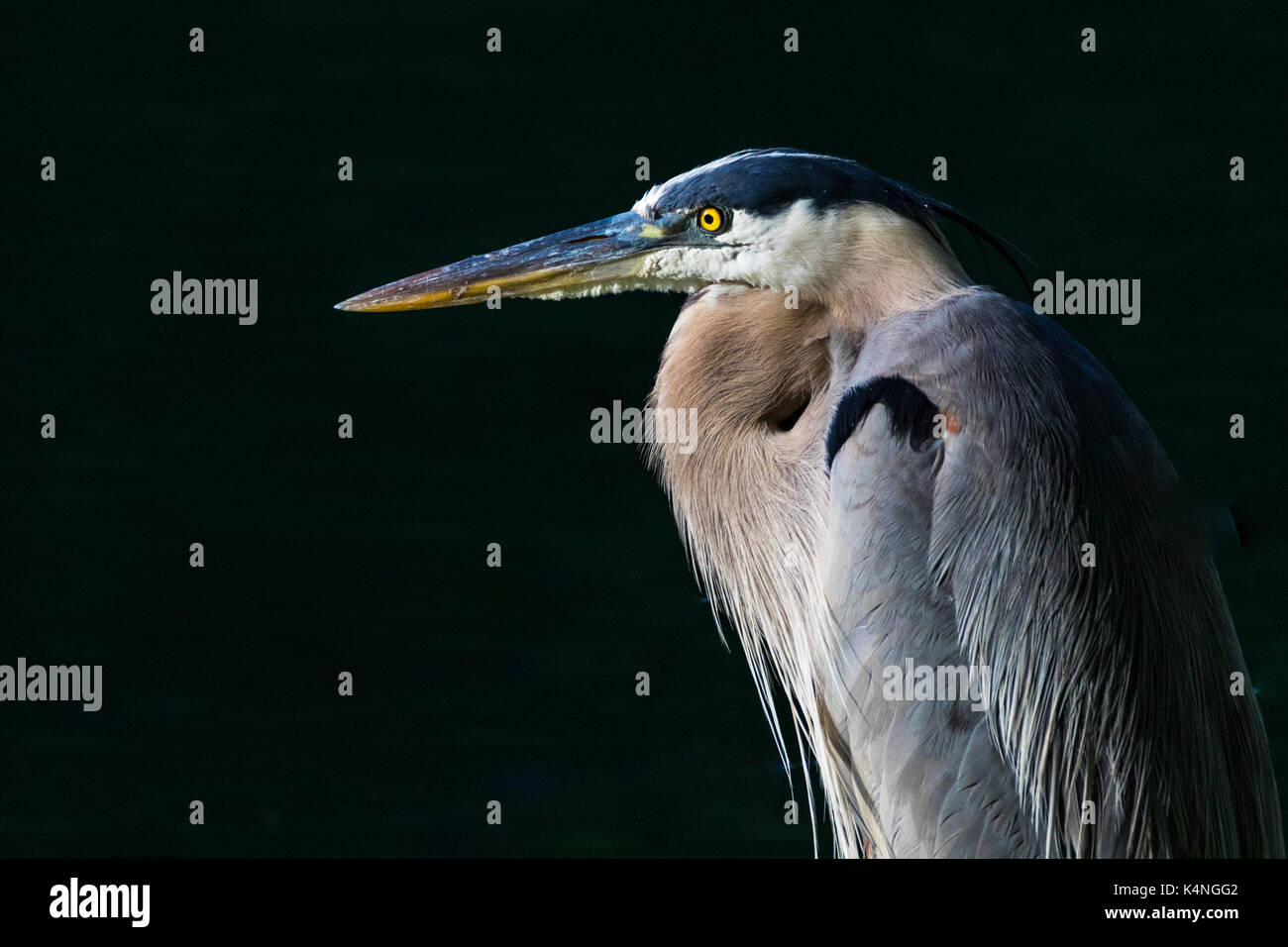 A horizontal closeup photo of a blue, grey, white and yellow heron with a nearly black background Stock Photo