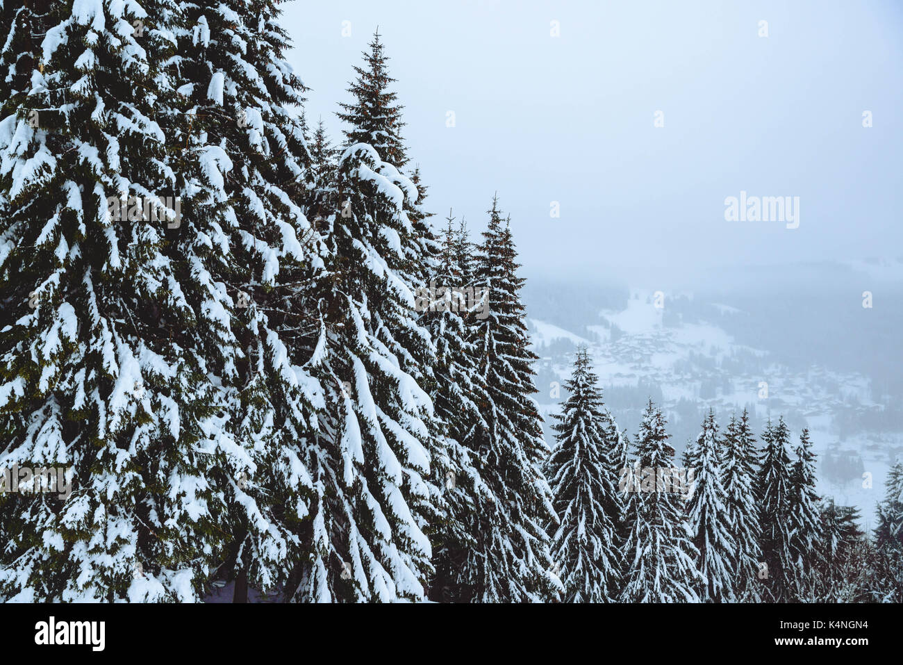 Snowy winter scene. A forest of fir trees covered in a fresh snowfall ...