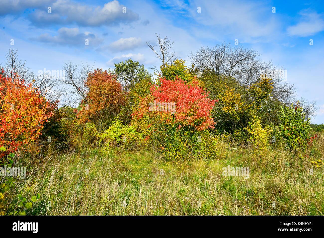 Autumn trees with red leaves and blue sky Stock Photo - Alamy