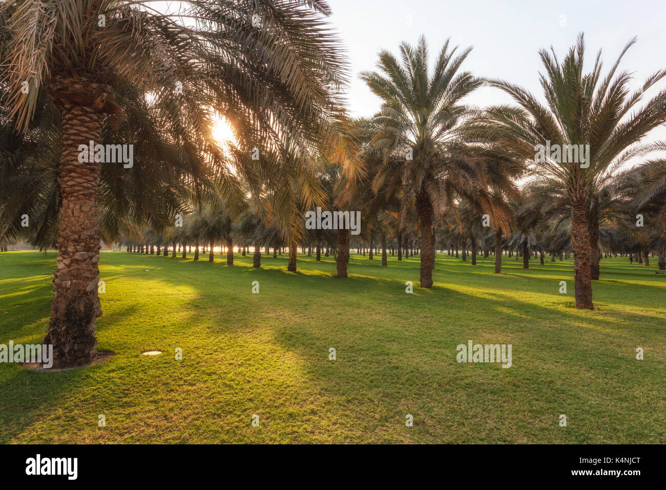 Orchard with palm date trees with green garden in Dubai, UAE Stock Photo