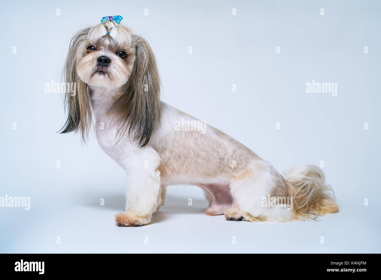 Shih tzu dog with short hair after grooming side view. On bright white and  blue background Stock Photo - Alamy