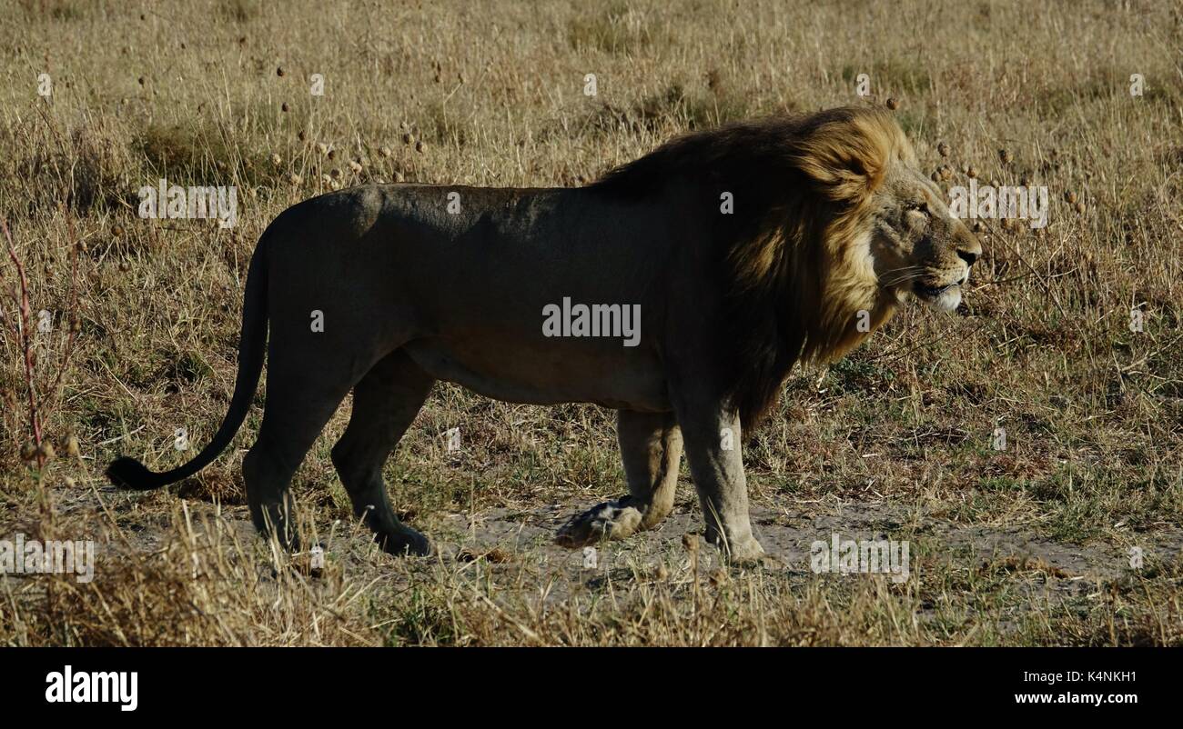 Male lion walking early morning Stock Photo