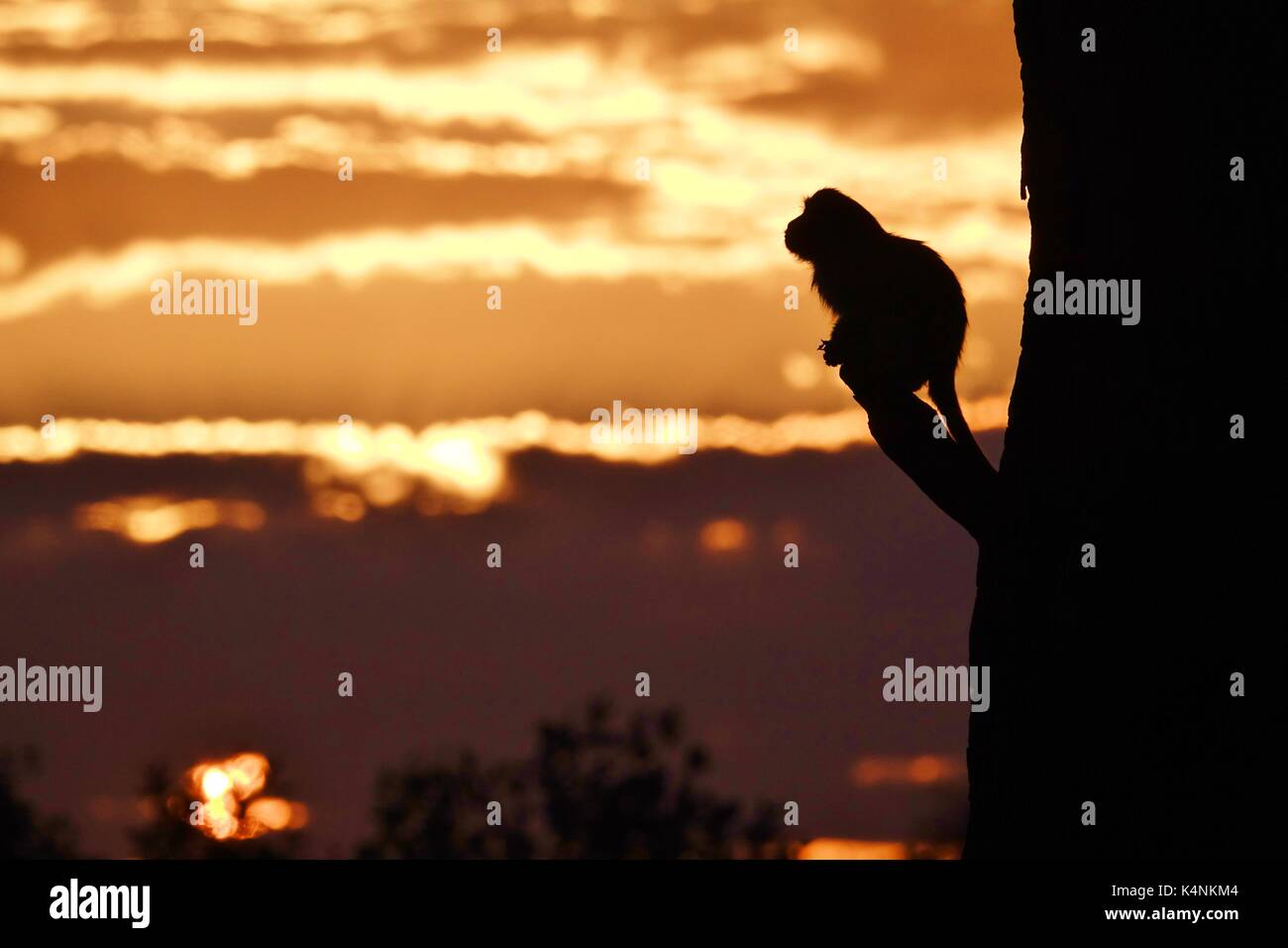 Monkey silhouette at sunset 2 Stock Photo