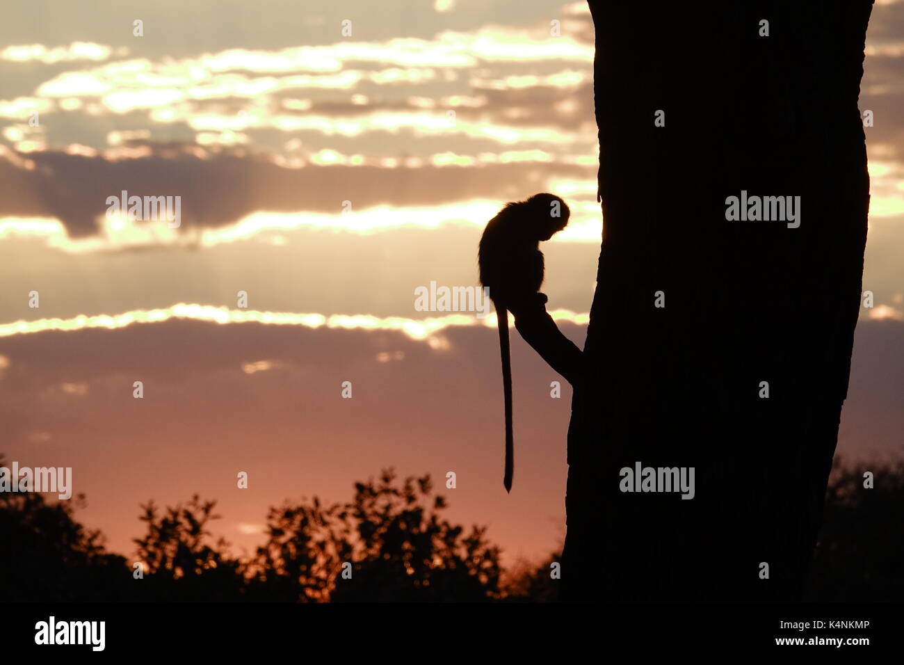 Monkey silhouette at sunset 1 Stock Photo