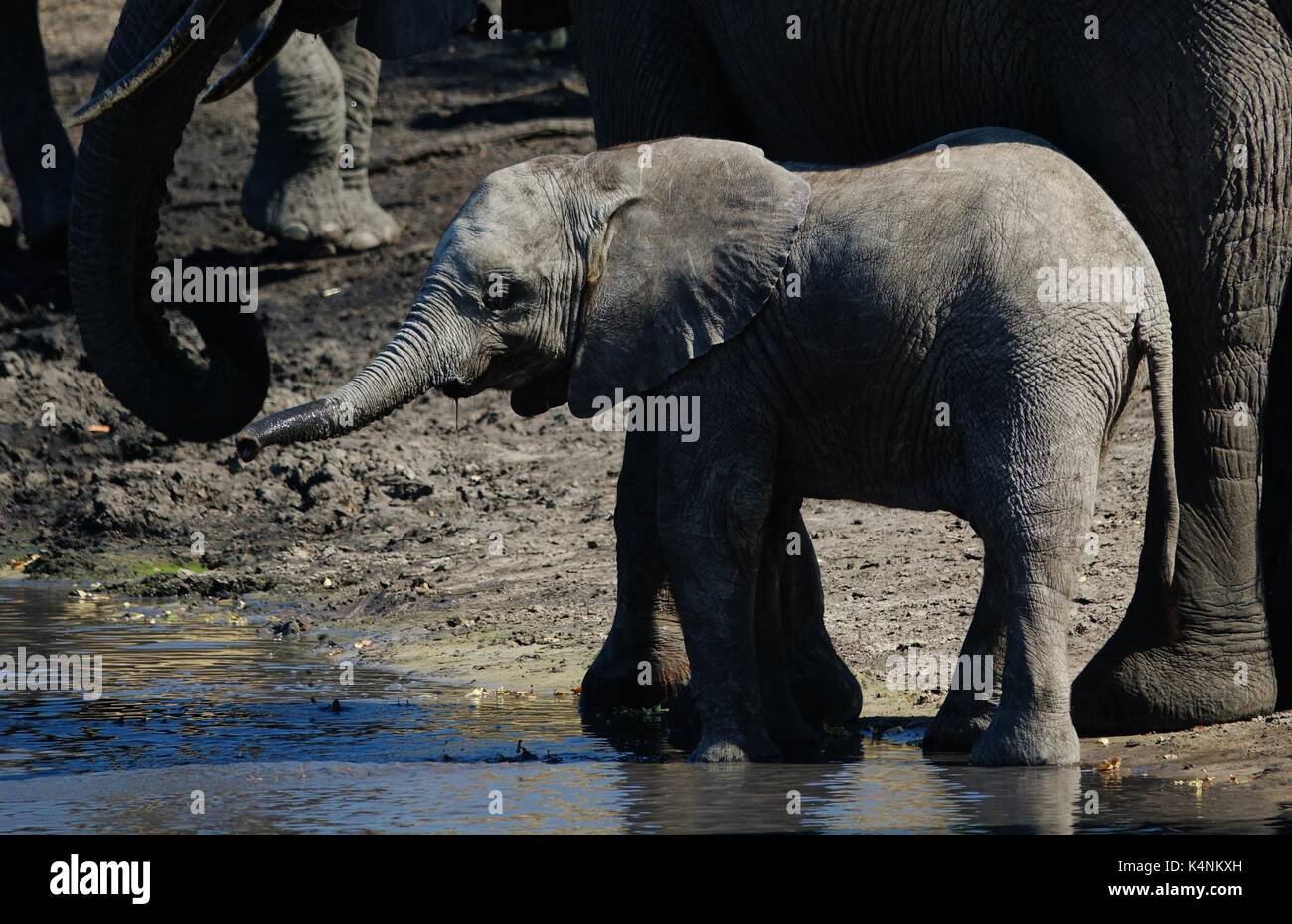 Elephant baby Stock Photo