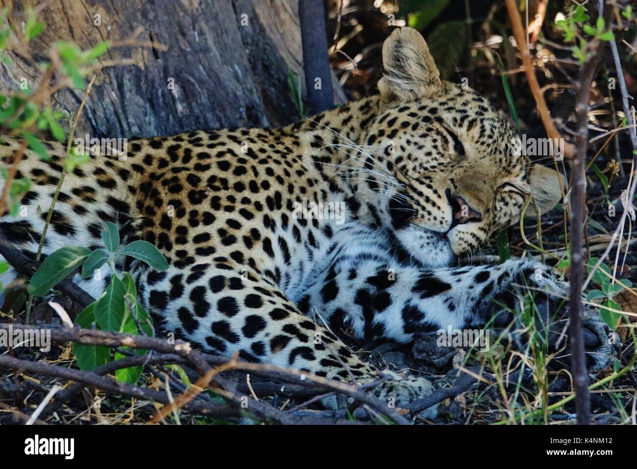 Leopard  head sleeping Stock Photo