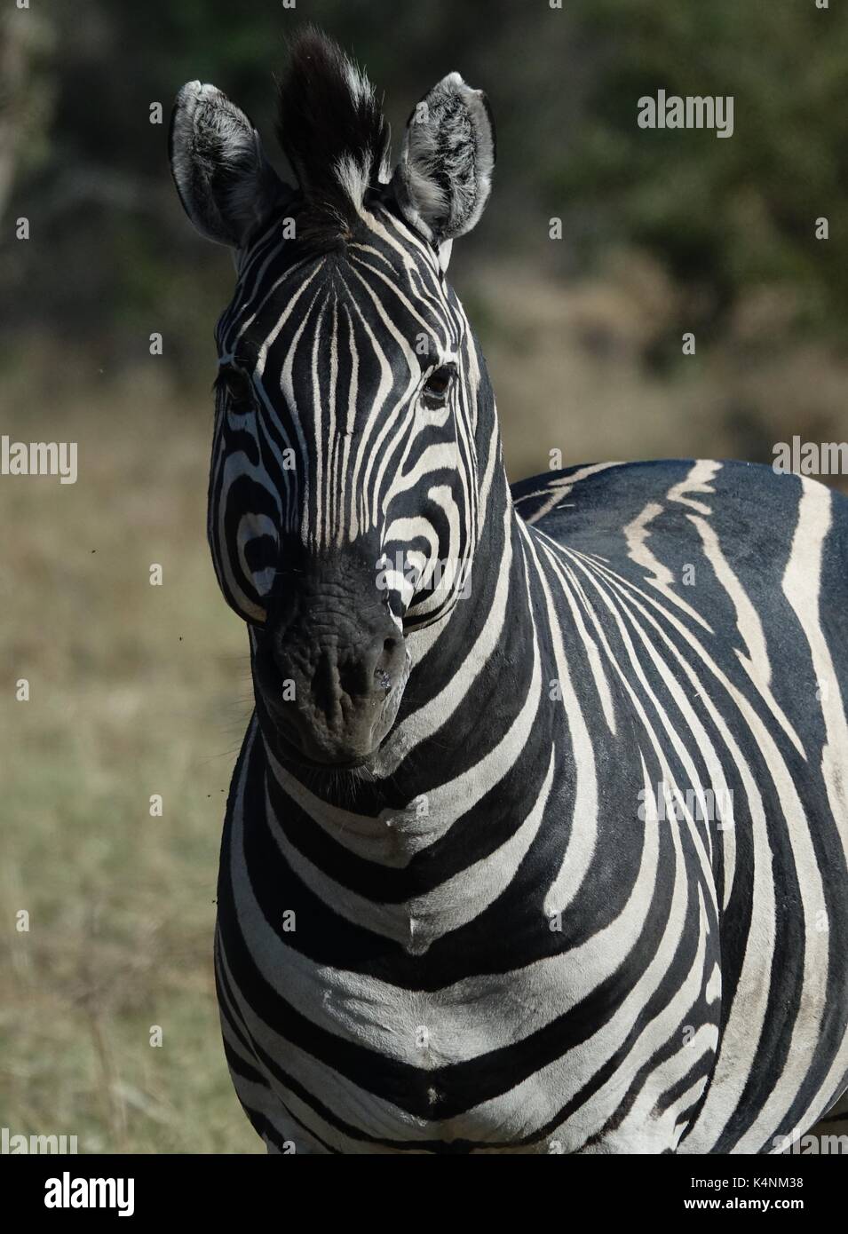 Zebra head Stock Photo