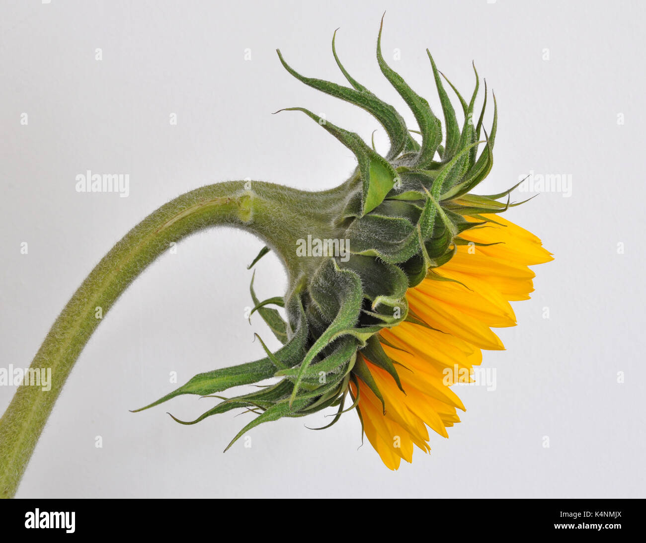 Sunflower profile on a white background Stock Photo