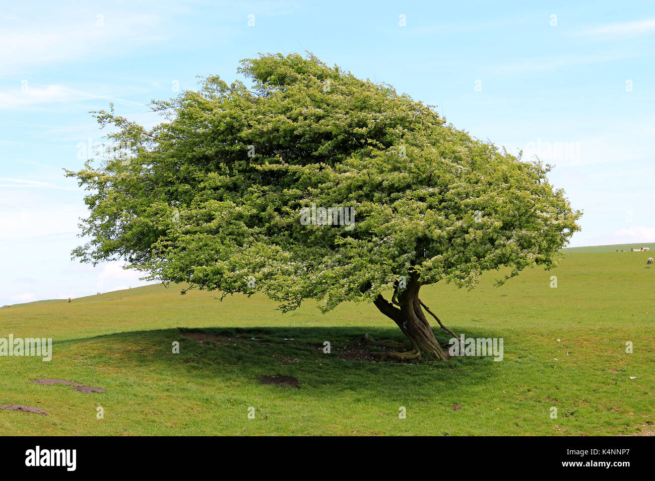 Windblown tree at Dew pond near Ditchling Beacon on the South Downs, Sussex Stock Photo