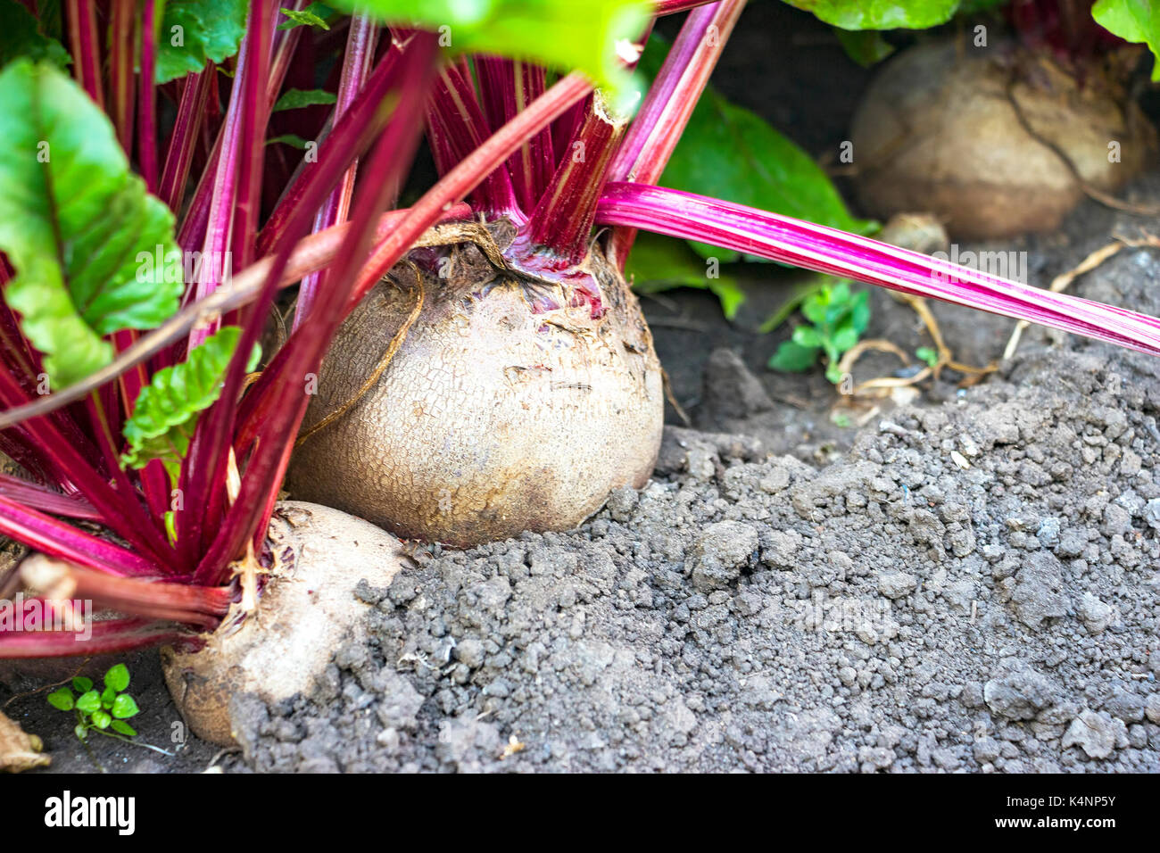 Growing Beets in the garden Stock Photo Alamy