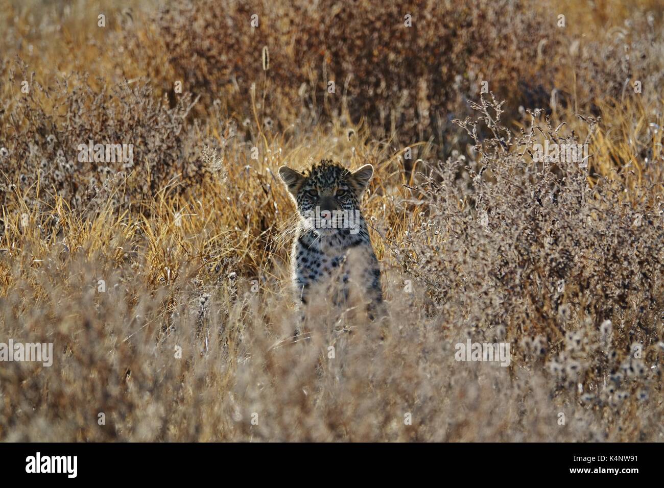 Juvenile Leopard looking Stock Photo