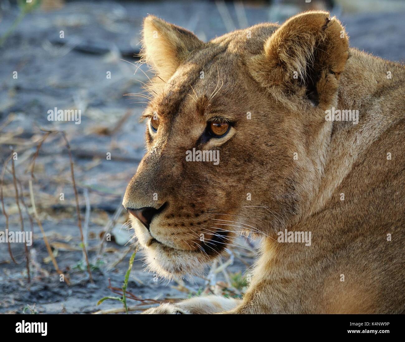 Lioness head watching Stock Photo