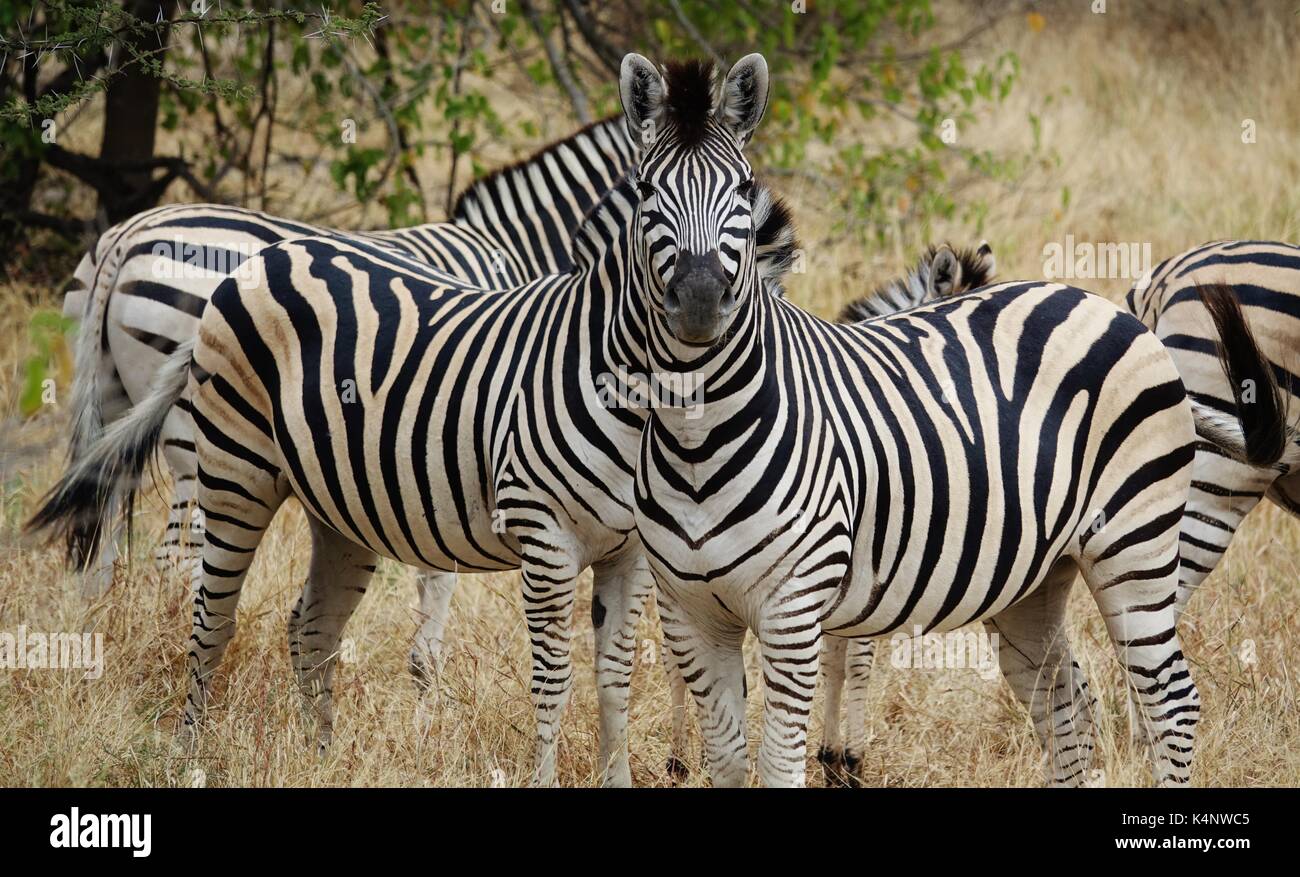 Group of Zebras Stock Photo