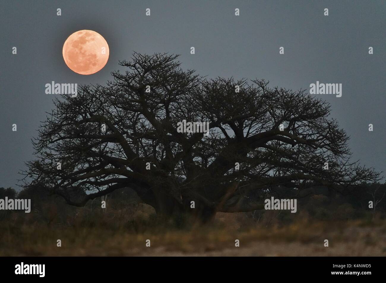 Full Moon over African Baobab tree Stock Photo