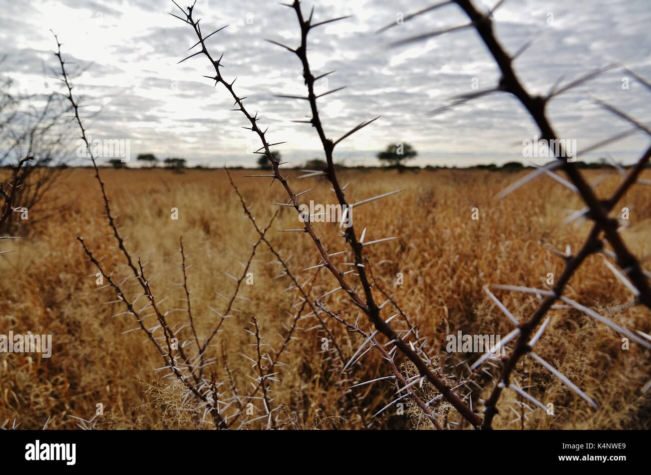 Kalahari Desert Botswana landscape Stock Photo