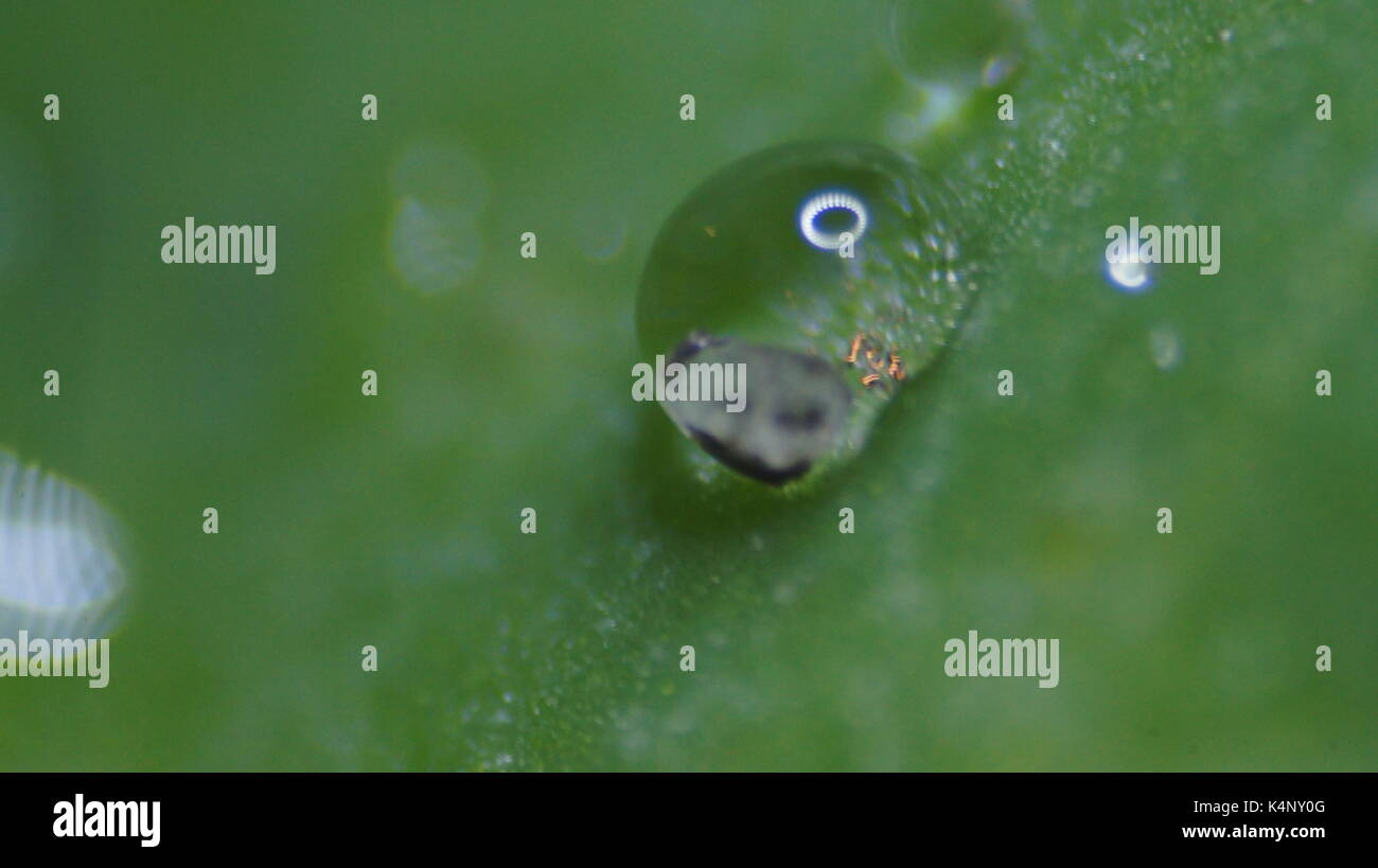 Water drops on a water lily leaf Stock Photo - Alamy