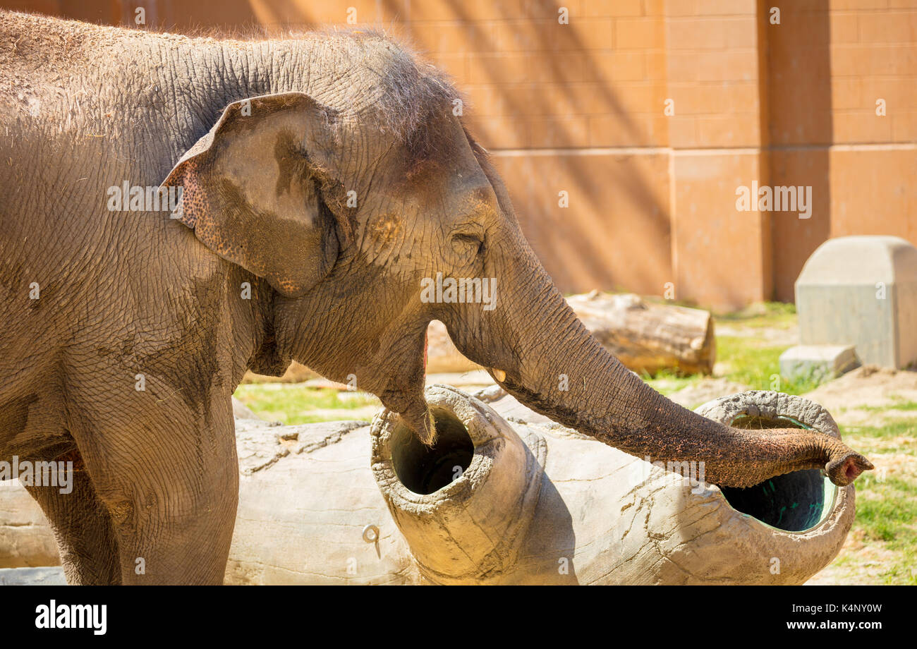 Elephant smiling Stock Photo