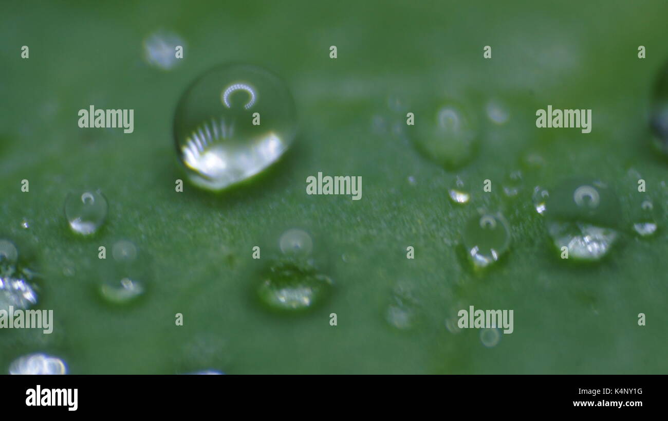 Water drops on a water lily leaf Stock Photo - Alamy