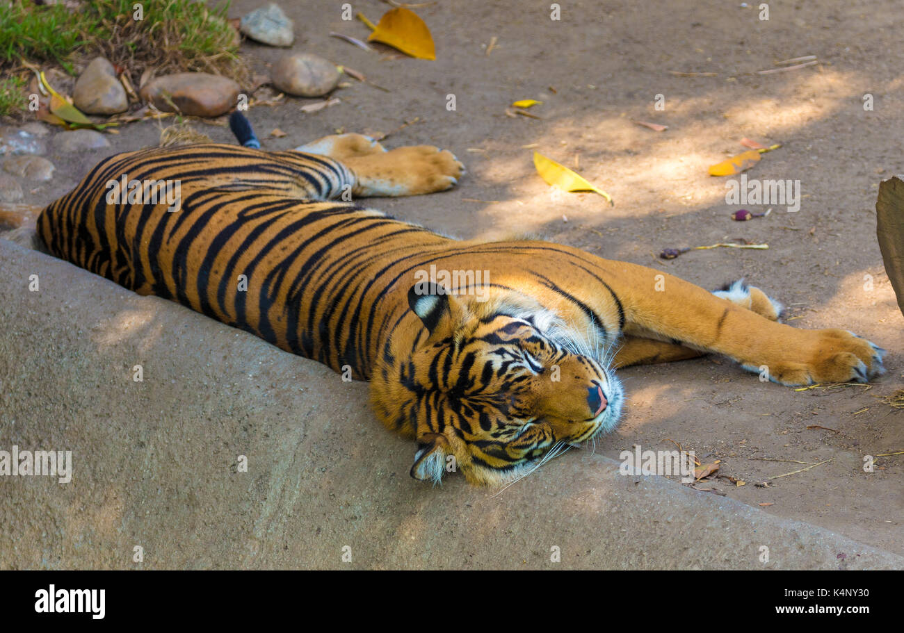 Tiger sleeps Stock Photo