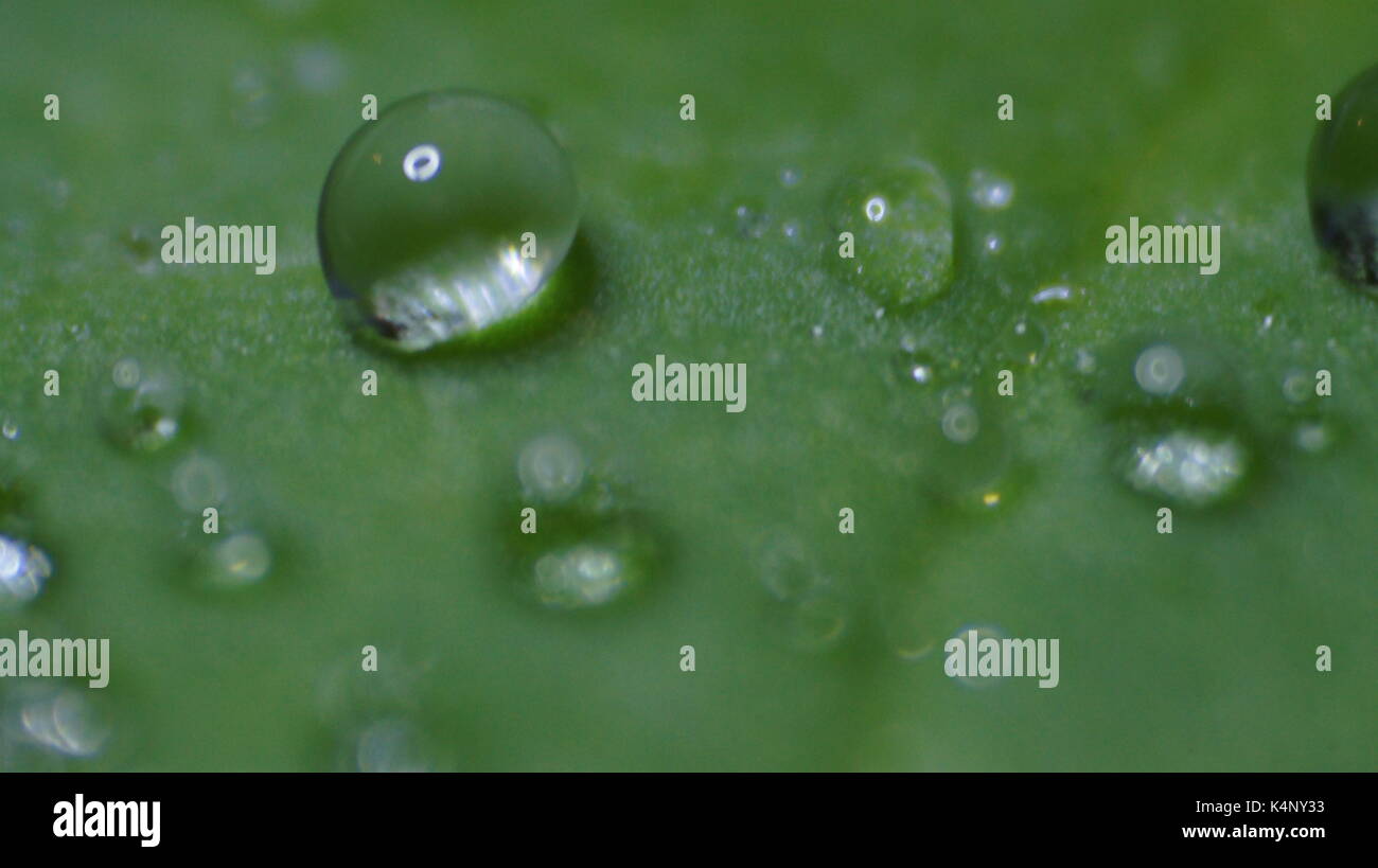 Water drops on a water lily leaf Stock Photo - Alamy