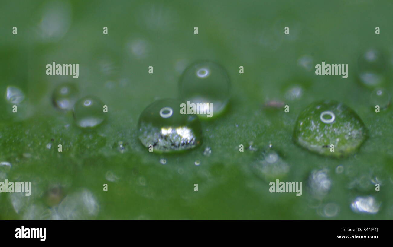 Water drops on a water lily leaf Stock Photo - Alamy