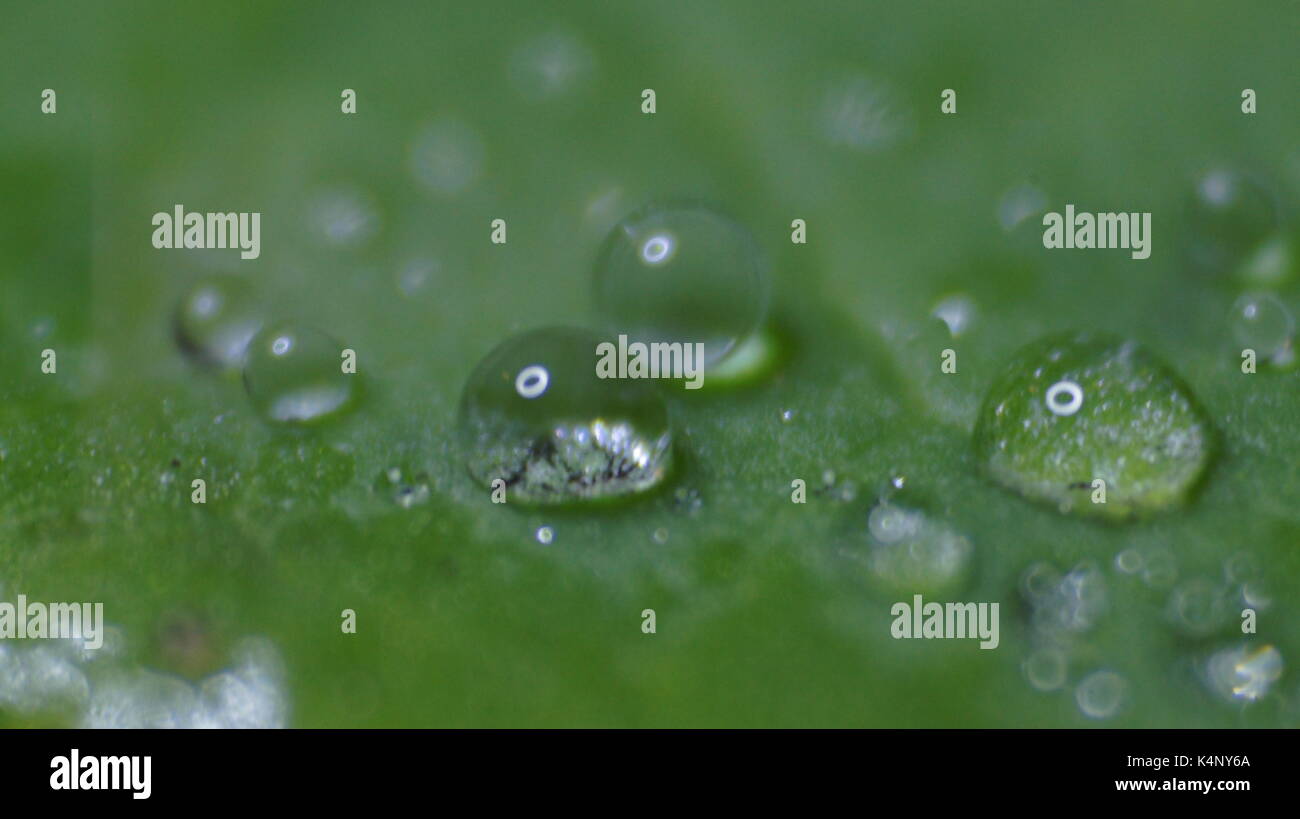 Water drops on a water lily leaf Stock Photo - Alamy