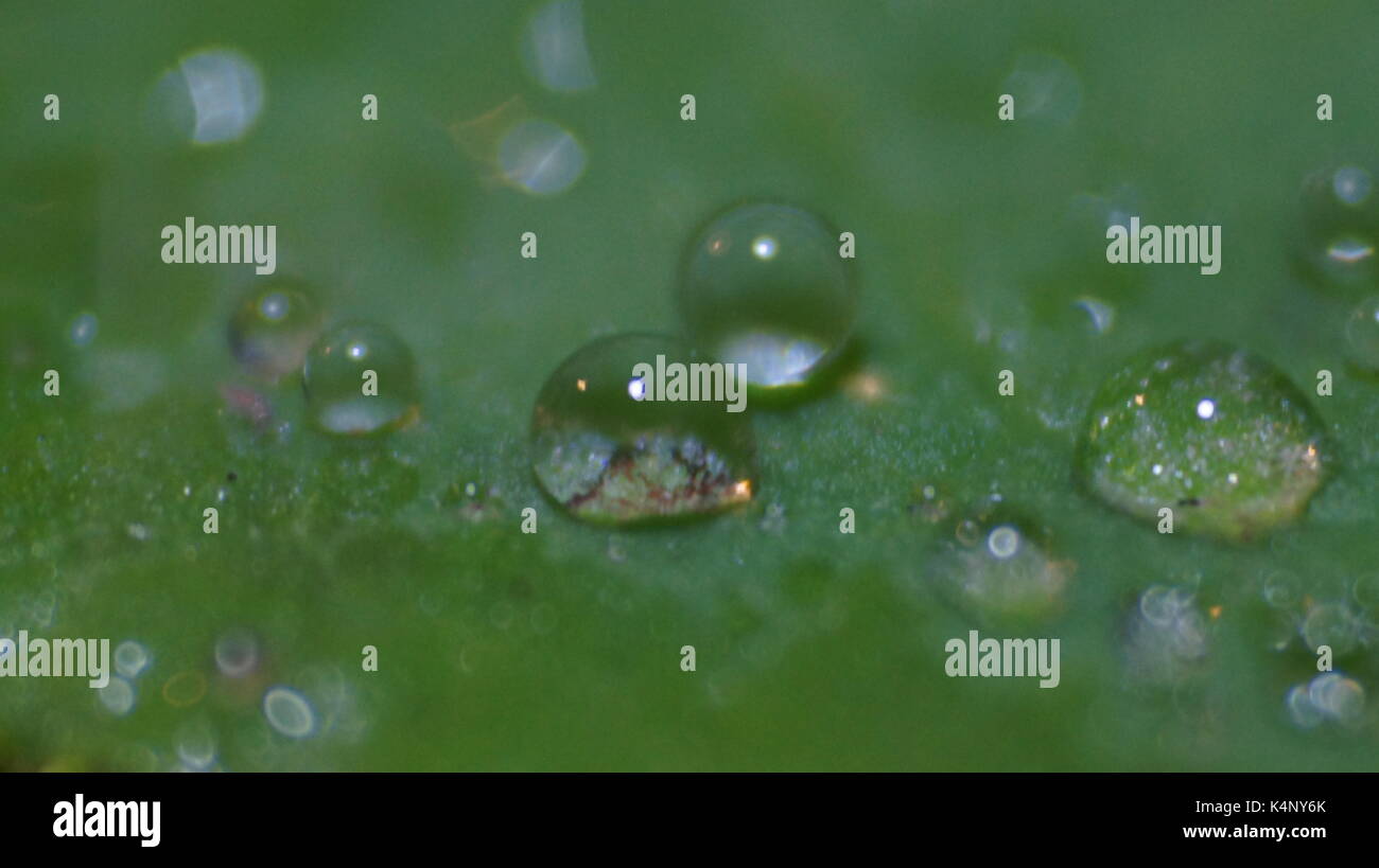 Water drops on a water lily leaf Stock Photo - Alamy