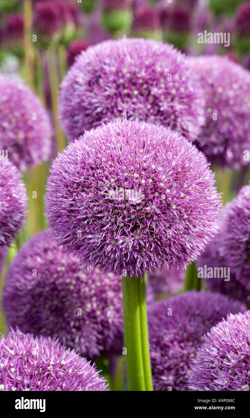 Allium 'Pinball Wizard' flowers. Stock Photo