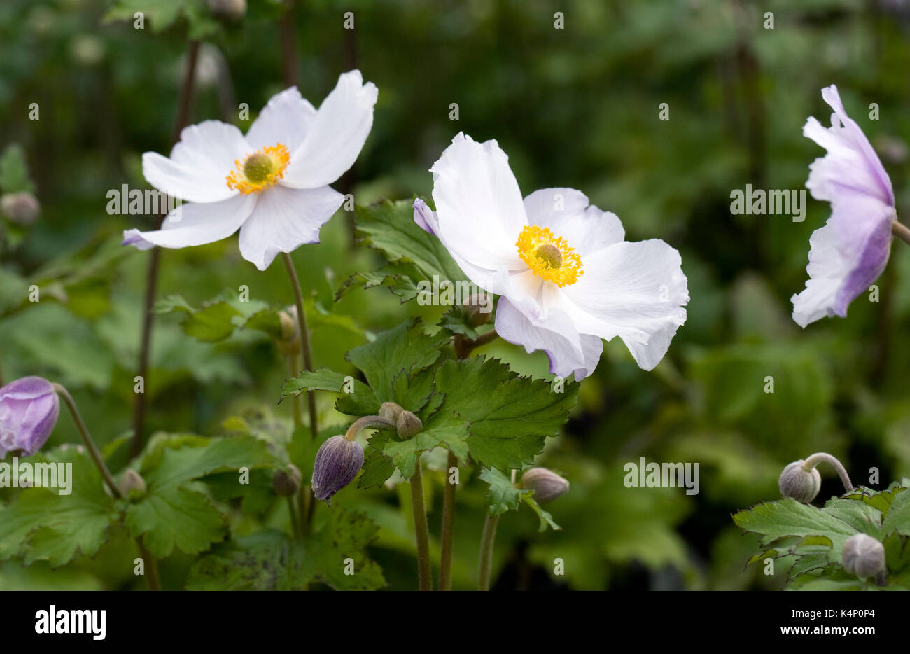 Anemone 'Dreaming Swan' flowers in Autumn. Stock Photo