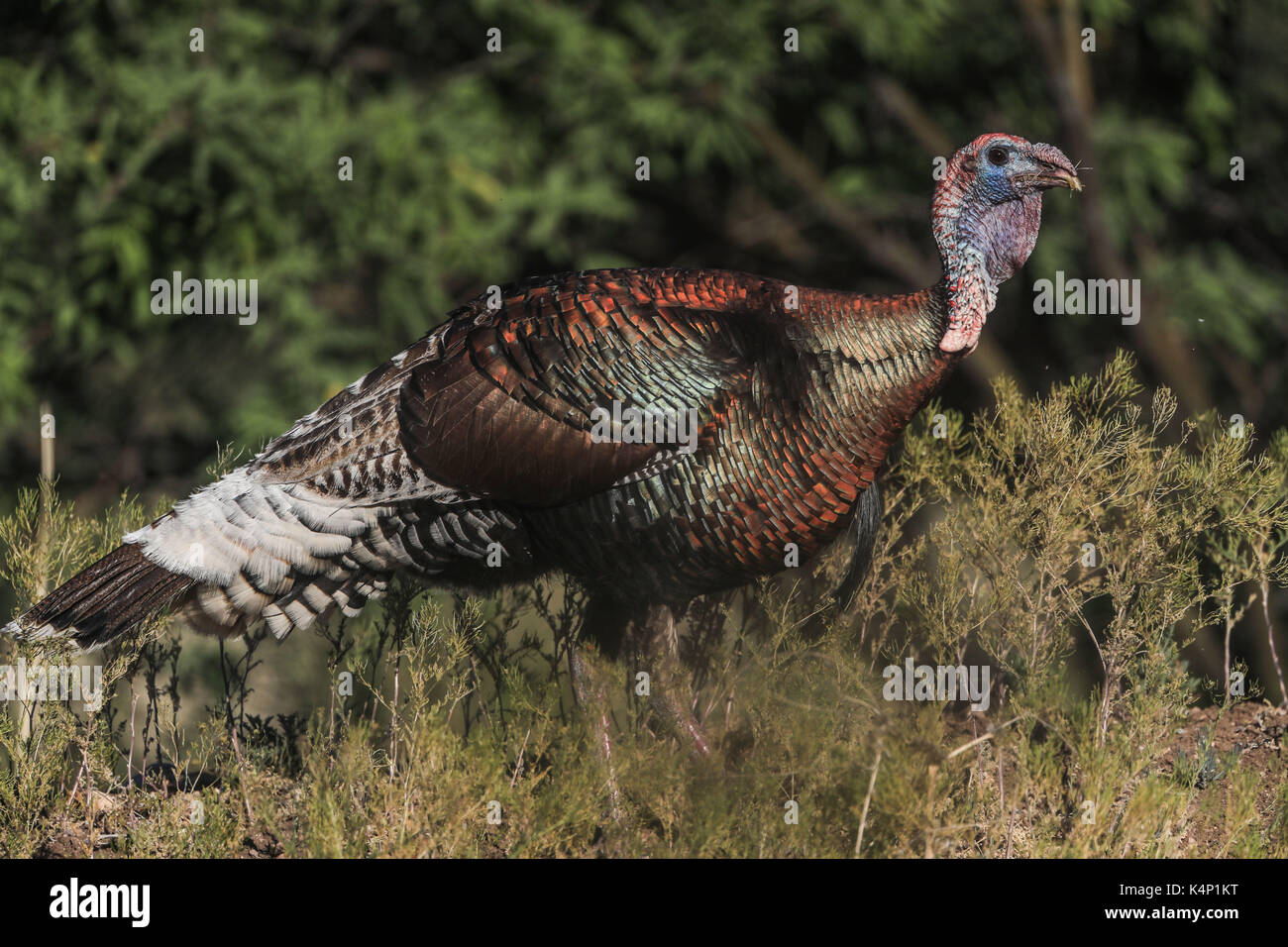 Wild turkey in los los Ojos Basin, where soil restoration projects and flora and fauna conservation are carried out on both sides of the border MEX Stock Photo