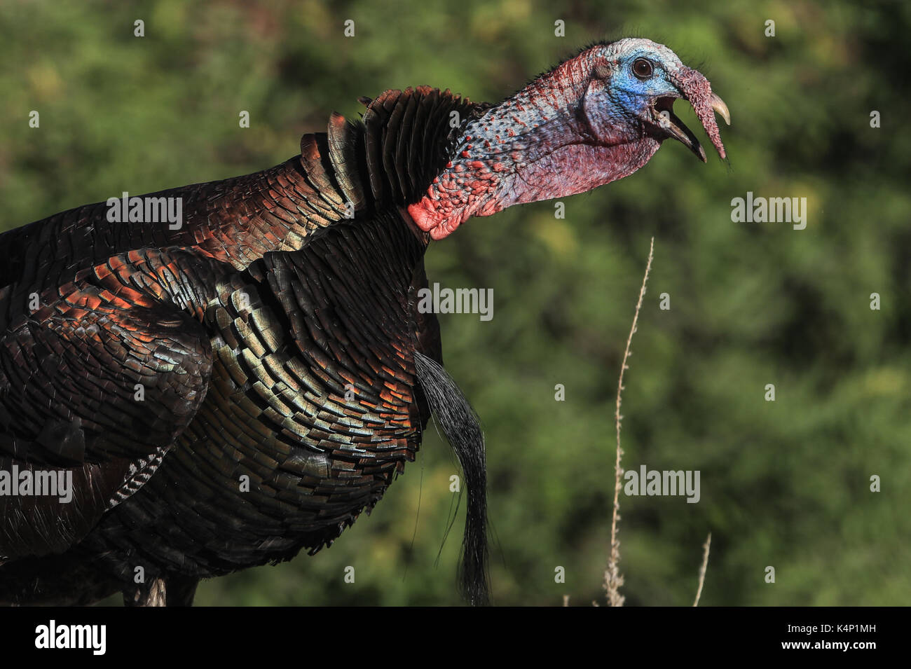 Wild turkey in los los Ojos Basin, where soil restoration projects and flora and fauna conservation are carried out on both sides of the border MEX Stock Photo