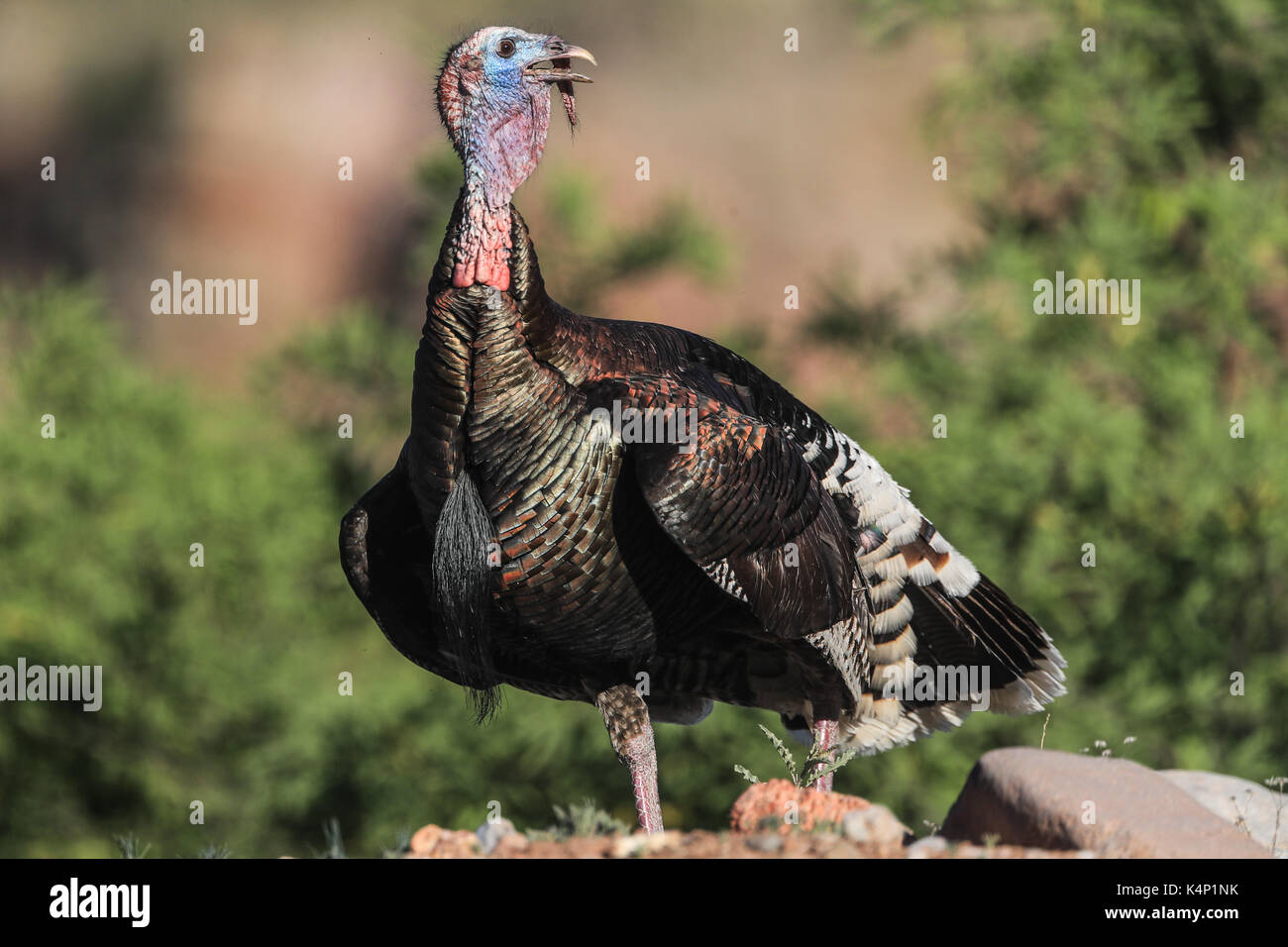 Wild turkey in los los Ojos Basin, where soil restoration projects and flora and fauna conservation are carried out on both sides of the border MEX Stock Photo